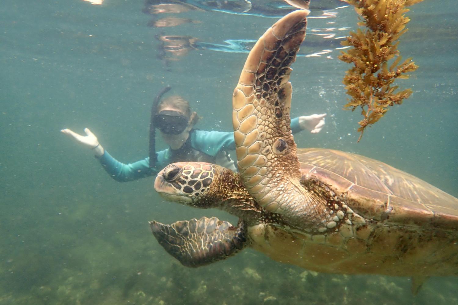 一名<a href='http://ip.jkchealthtech.com'>博彩网址大全</a>学生在Galápagos群岛游学途中与一只巨龟游泳.